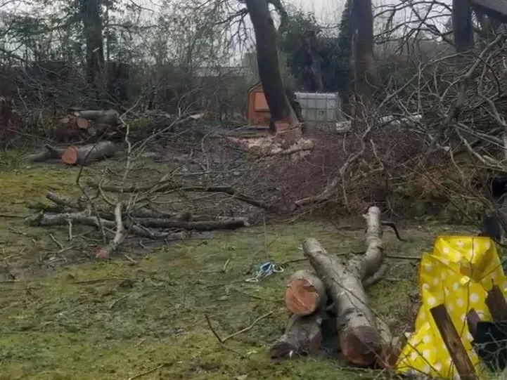 Felled tree branches and cut logs lying in a garden after tree felling by JDP Outdoor Solutions