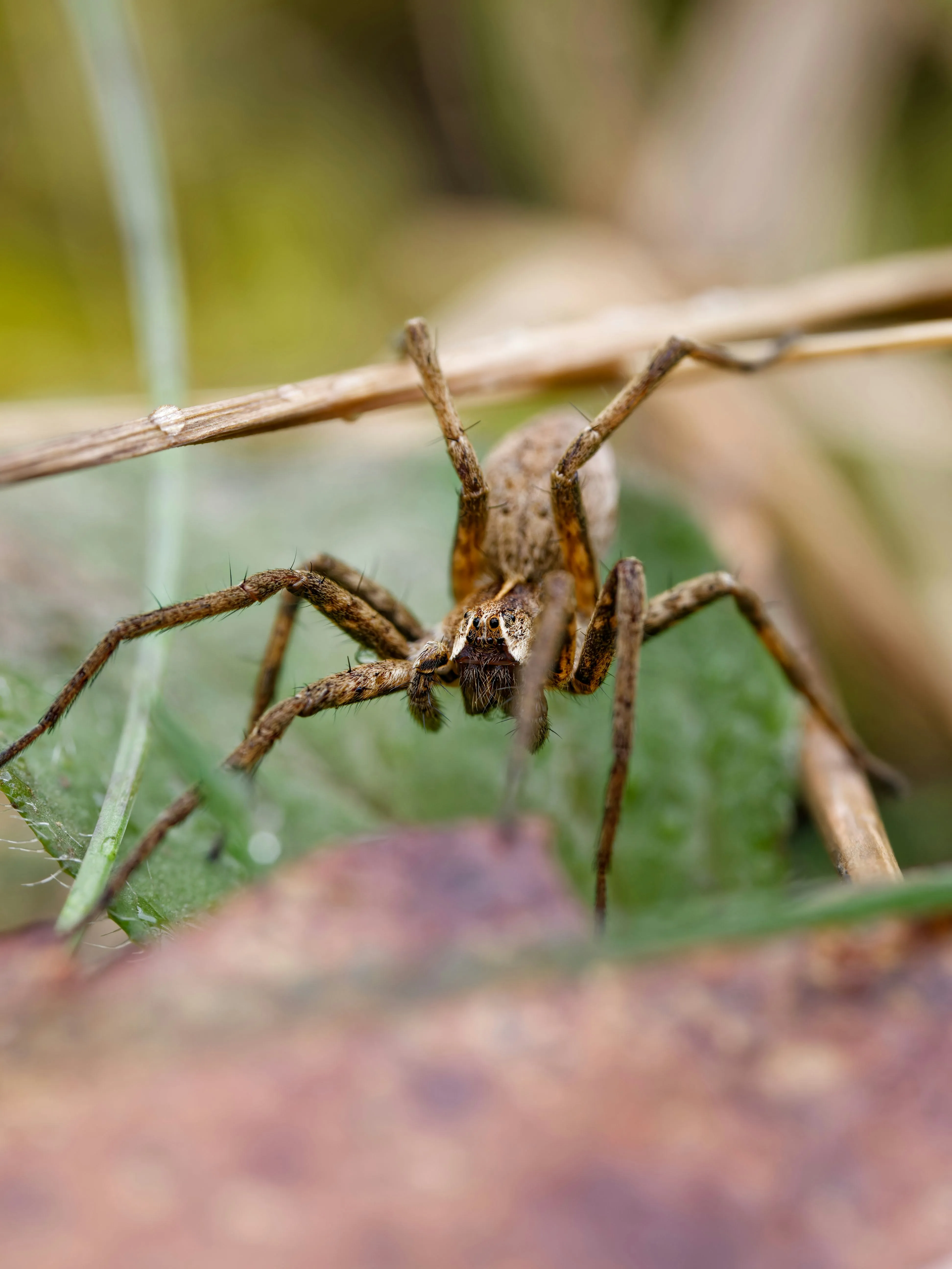 Close-up of a spider illustrating professional spider control services in Blackburn and Lancashire by Pest Medic.