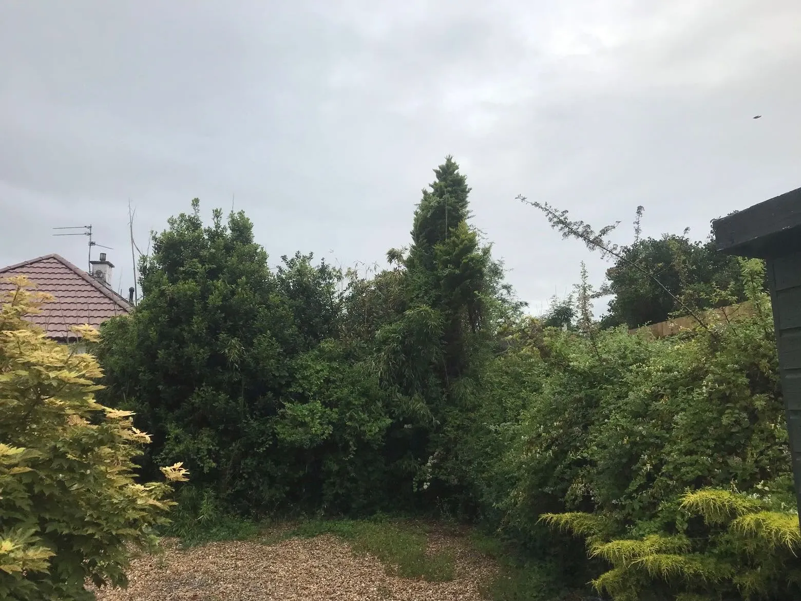 Dense overgrown hedge and trees along a residential garden boundary in Torfaen
