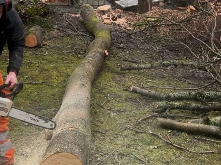 Tree surgeon cutting a felled tree trunk with a chainsaw during tree removal in Pontypool