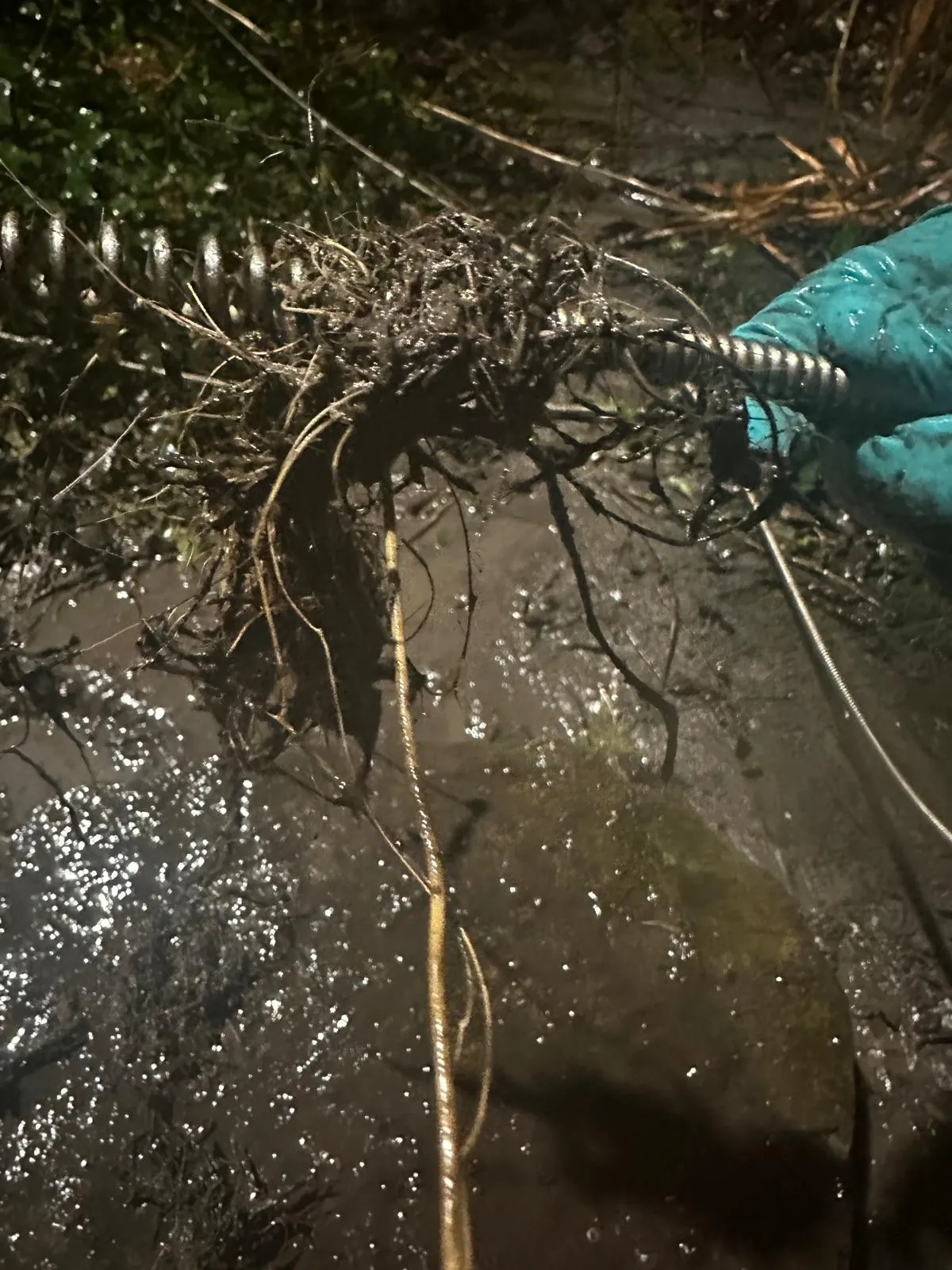 A gloved hand holding a drainage tool covered in a large mass of tree roots and mud, extracted from a drain.