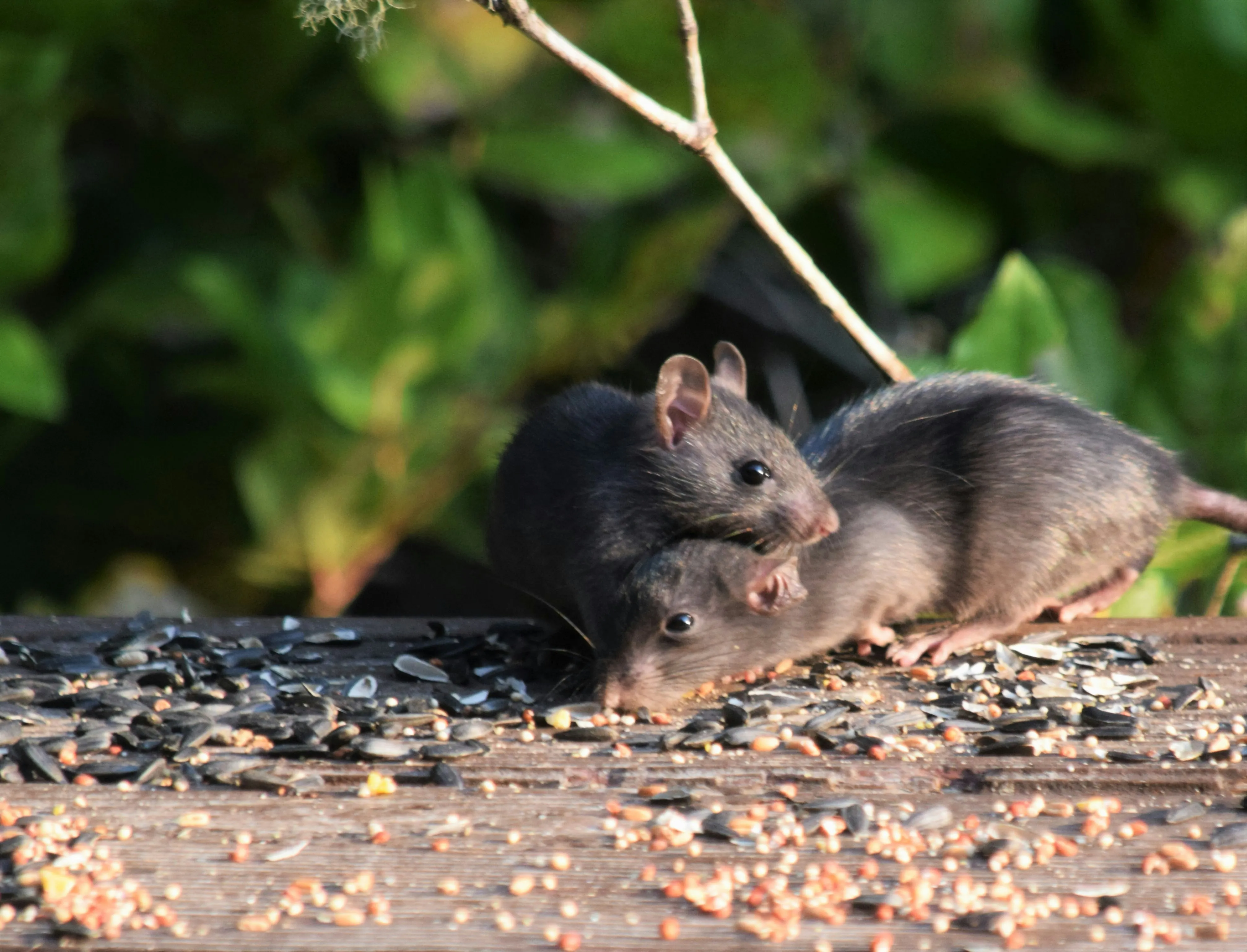 Two brown rats eating birdseed on a wooden surface in a garden, highlighting a rodent control issue.