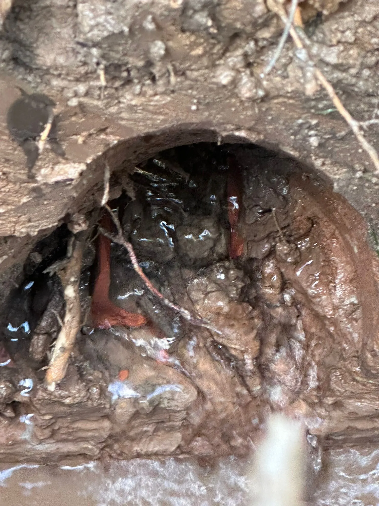 Exposed underground drain pipe with root intrusion during excavation in Macclesfield