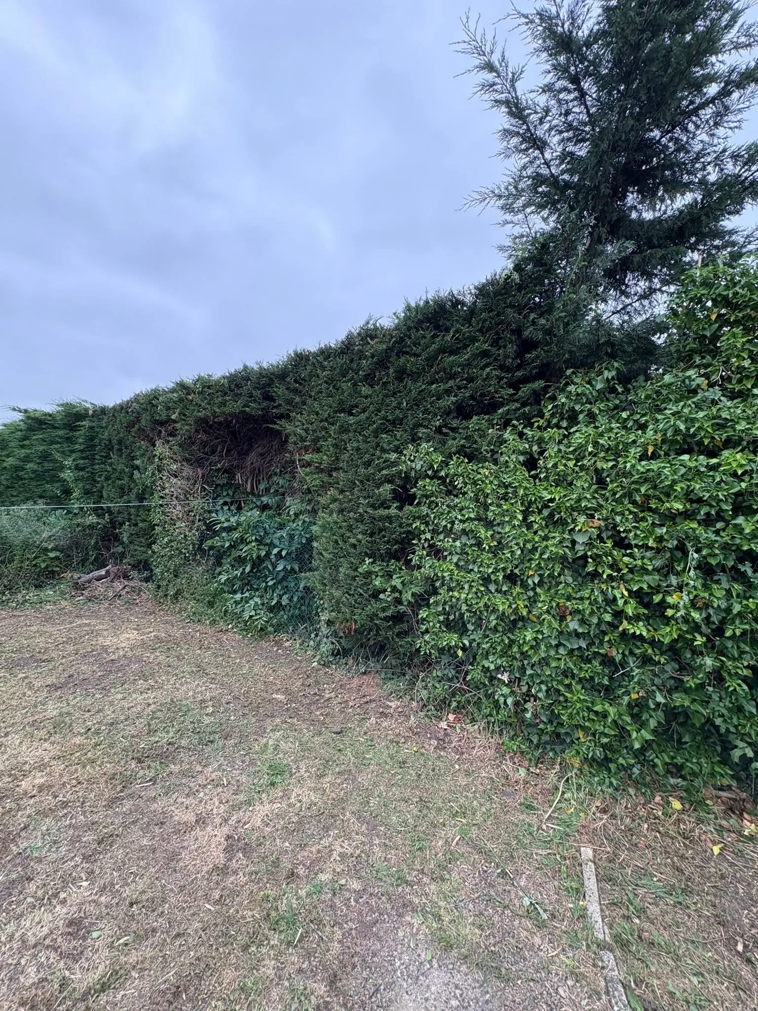 Overgrown conifer hedge with a large gap in a residential garden