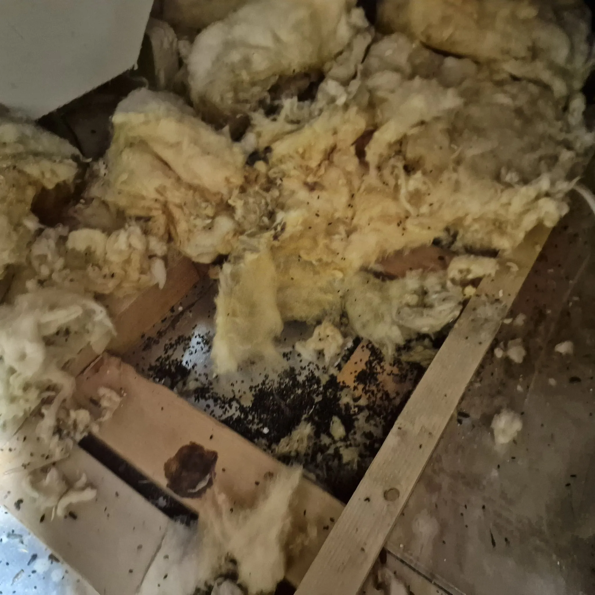 Close-up of dirty loft insulation and wooden beams covered in black rodent droppings, suggesting a severe rat or mouse infestation.