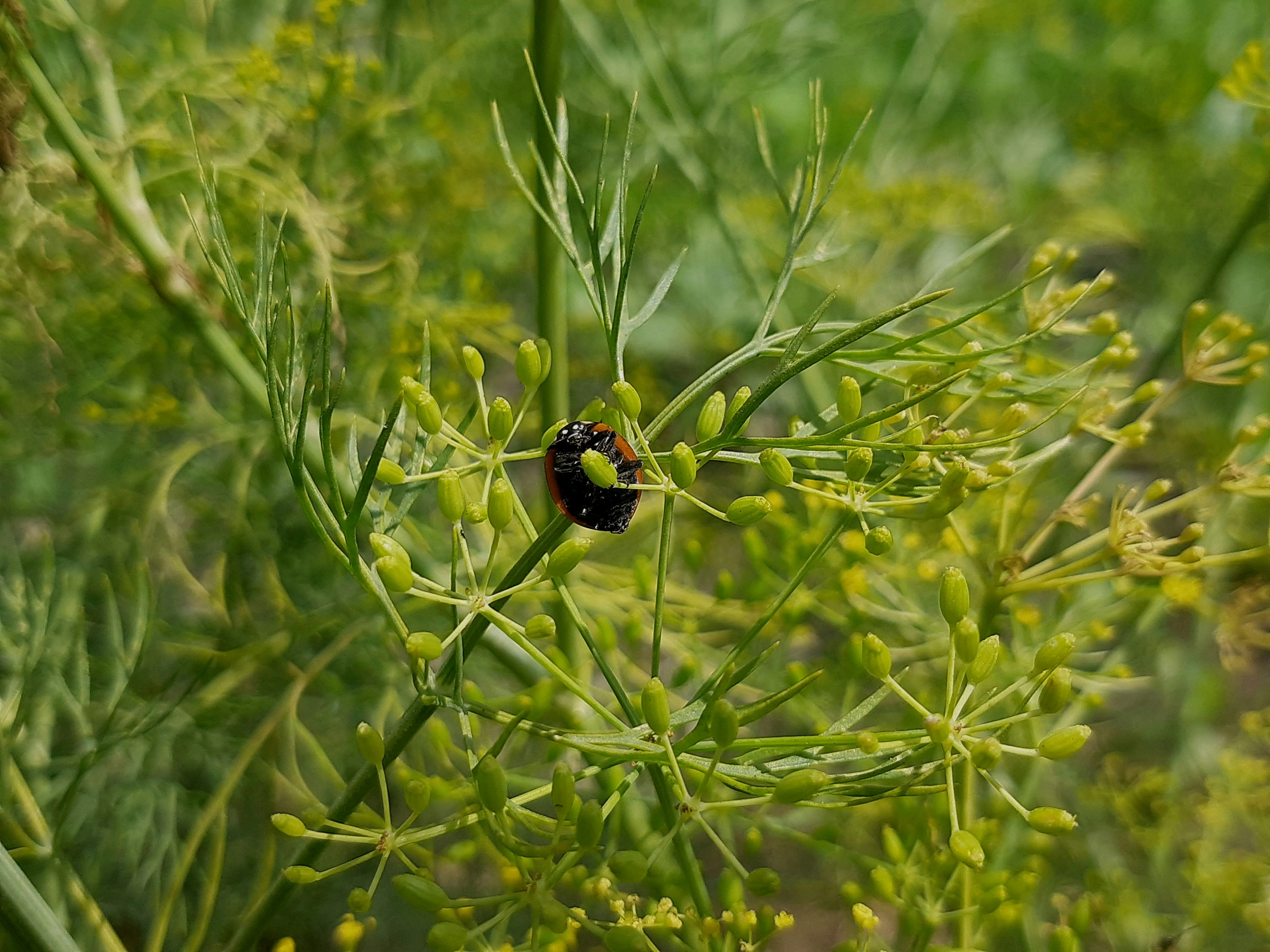 Beetle Control by Pest Medic