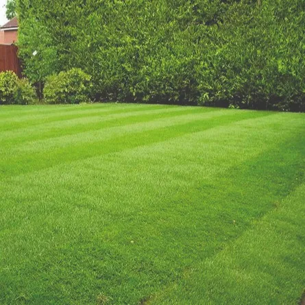 A beautifully manicured garden lawn with distinct stripes and a neatly trimmed hedge in the background.