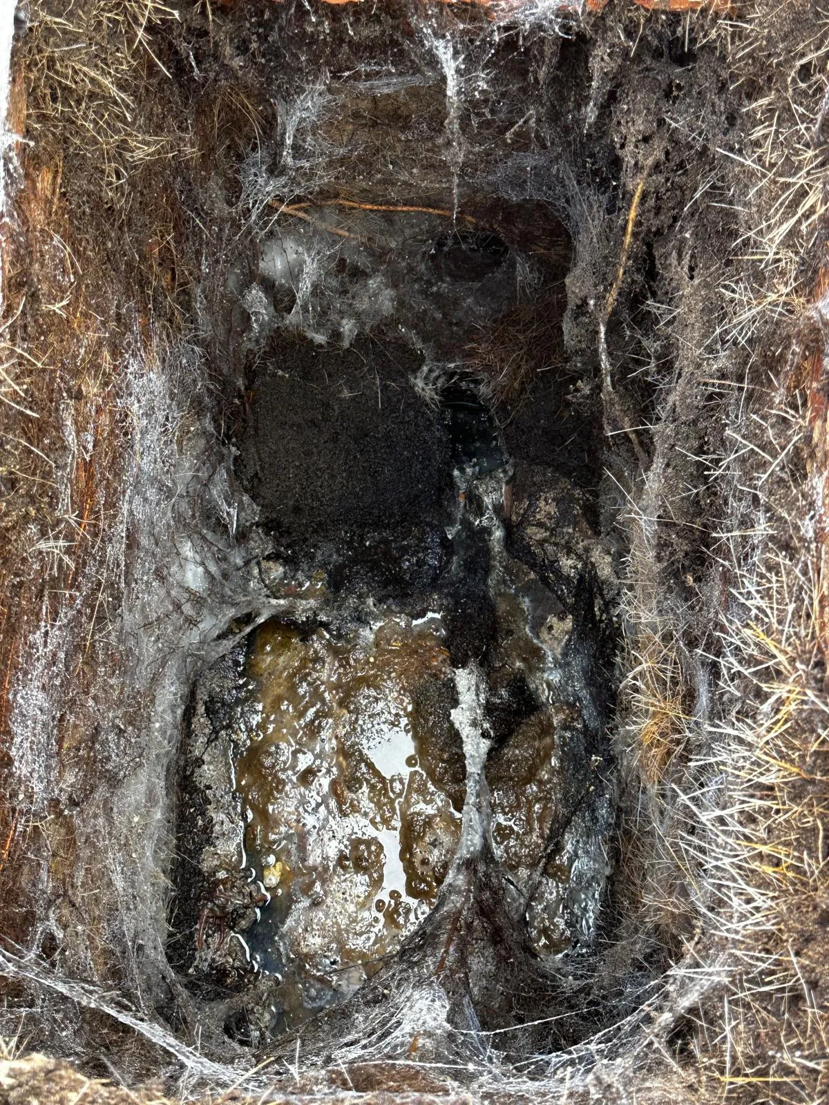 A picture of a heavily blocked outdoor drain with tree roots and debris.