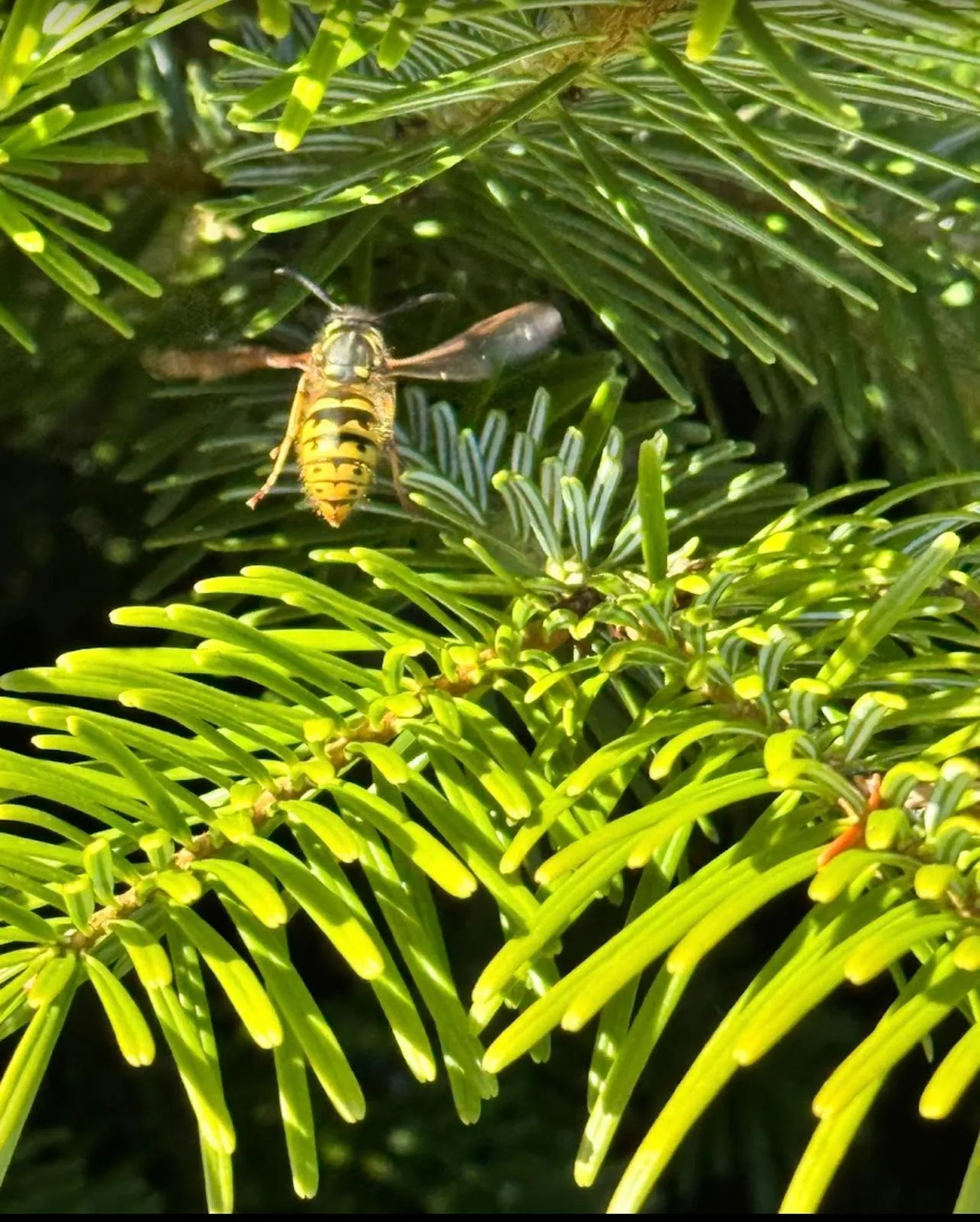 A wasp hovering near garden foliage in Harrogate, indicating the need for professional wasp nest removal services.