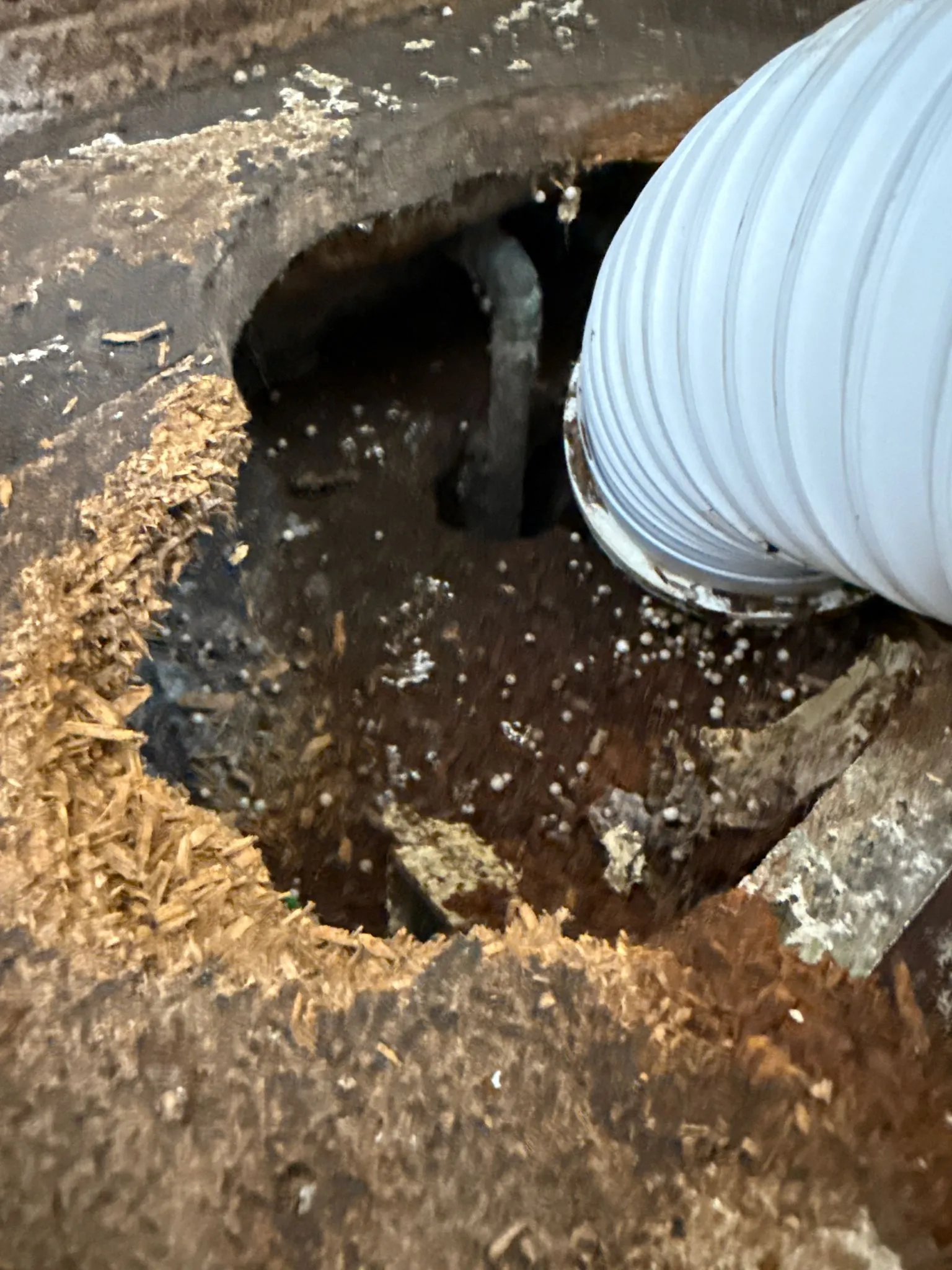 Rodent damage in a loft, showing a gnawed hole in wooden floorboards with debris, indicating a pest infestation.