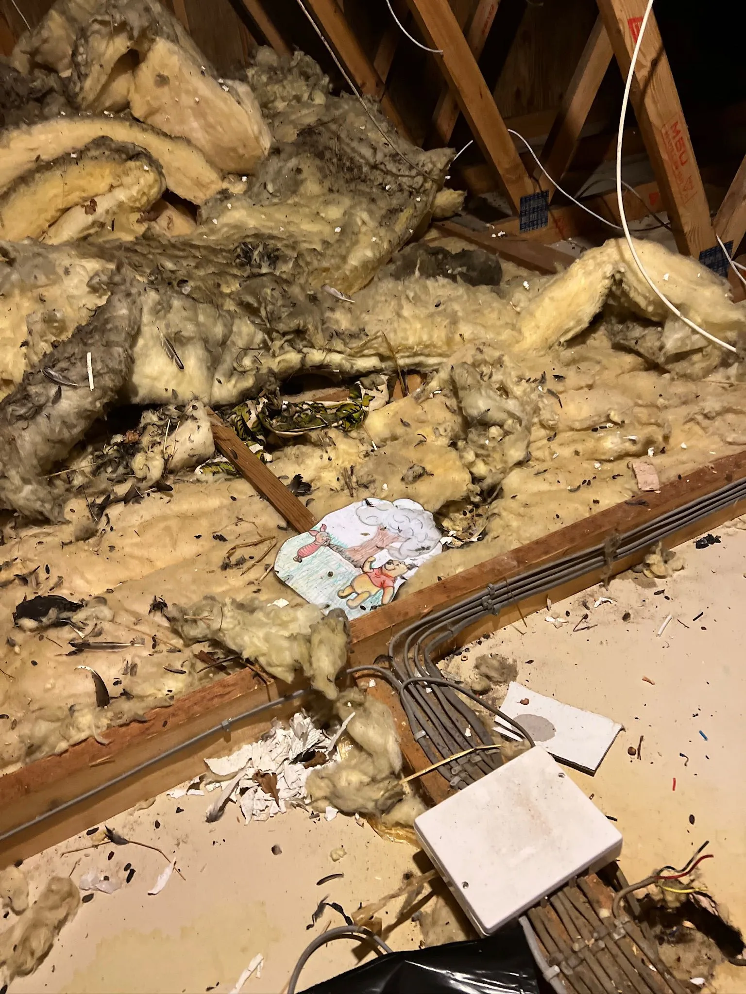 Professional pest contamination cleaning showing damaged loft insulation and debris in Harrogate.