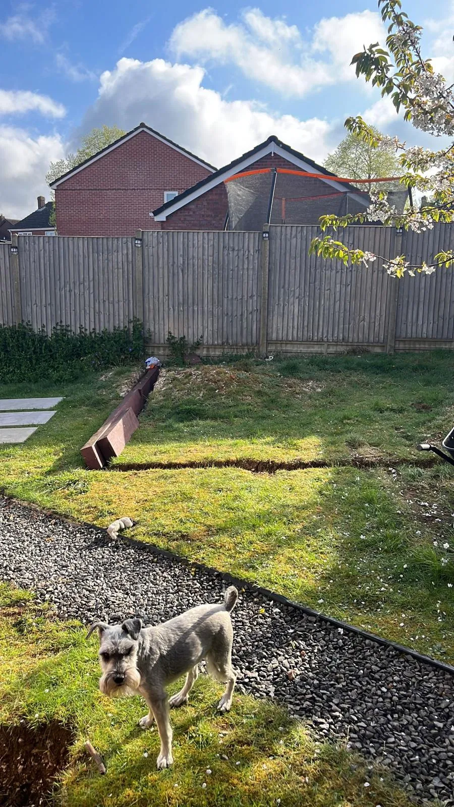 A miniature schnauzer in a garden with trenches and a gravel path, showing ongoing groundwork for a landscaping project.