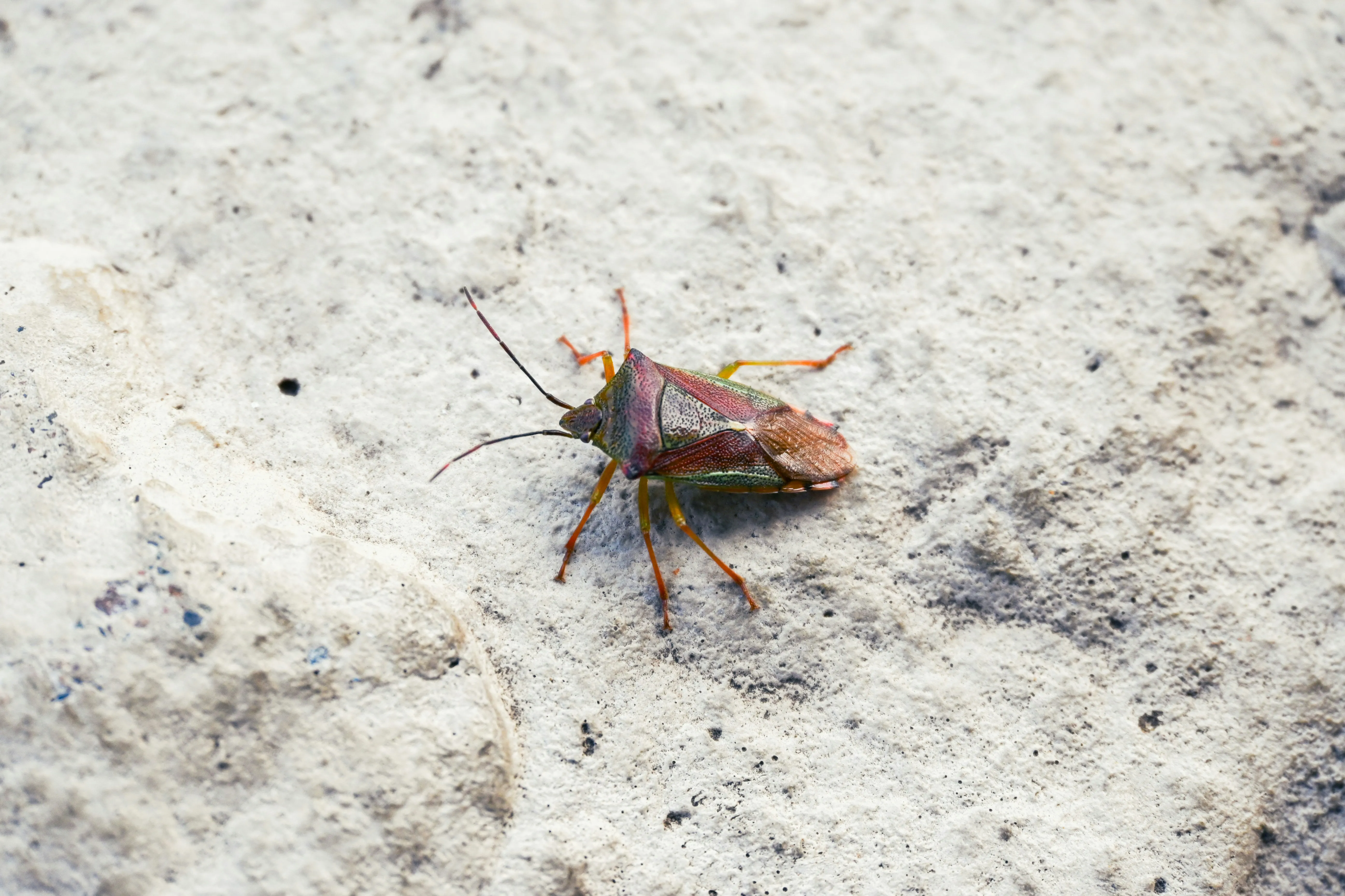 A shield bug on a stone wall, illustrating the type of insect identification and pest control services provided by Pest Control Harrogate.