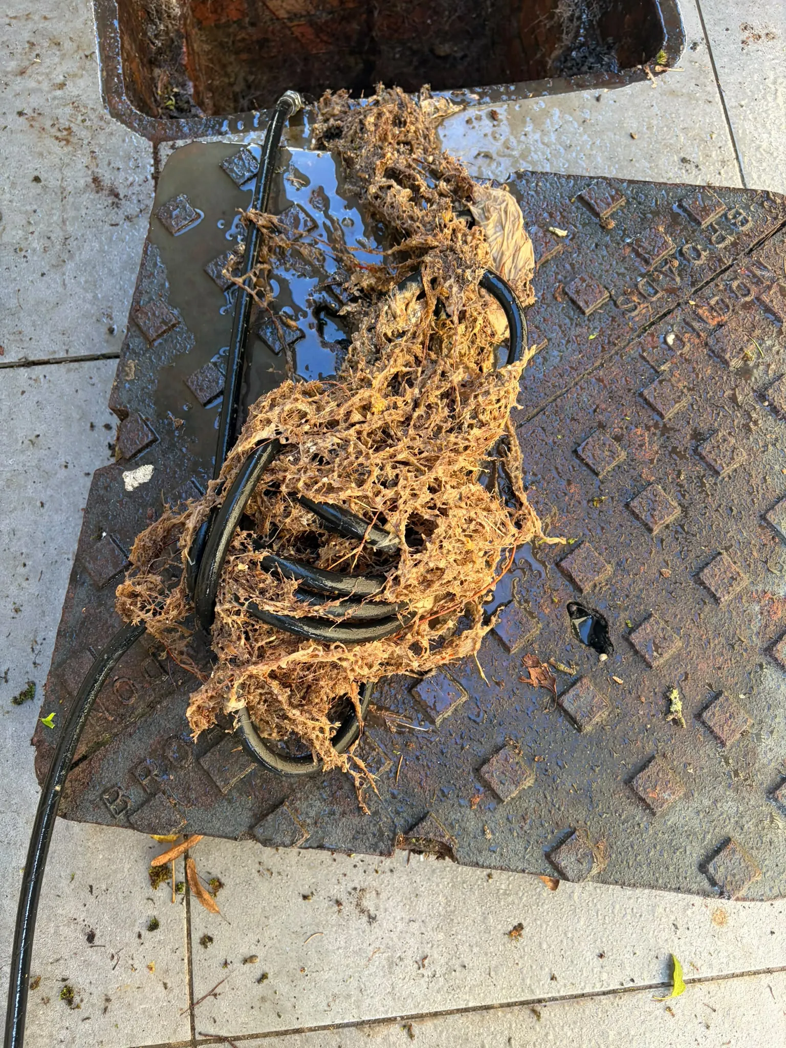 Tree root mass extracted from an underground drainage pipe in Slough