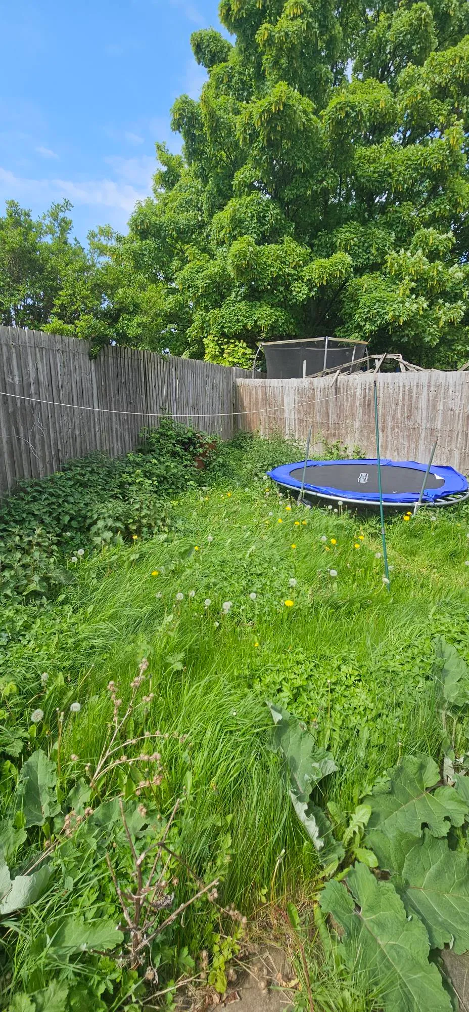 Overgrown residential garden with tall grass and weeds prior to garden clearance in Birmingham