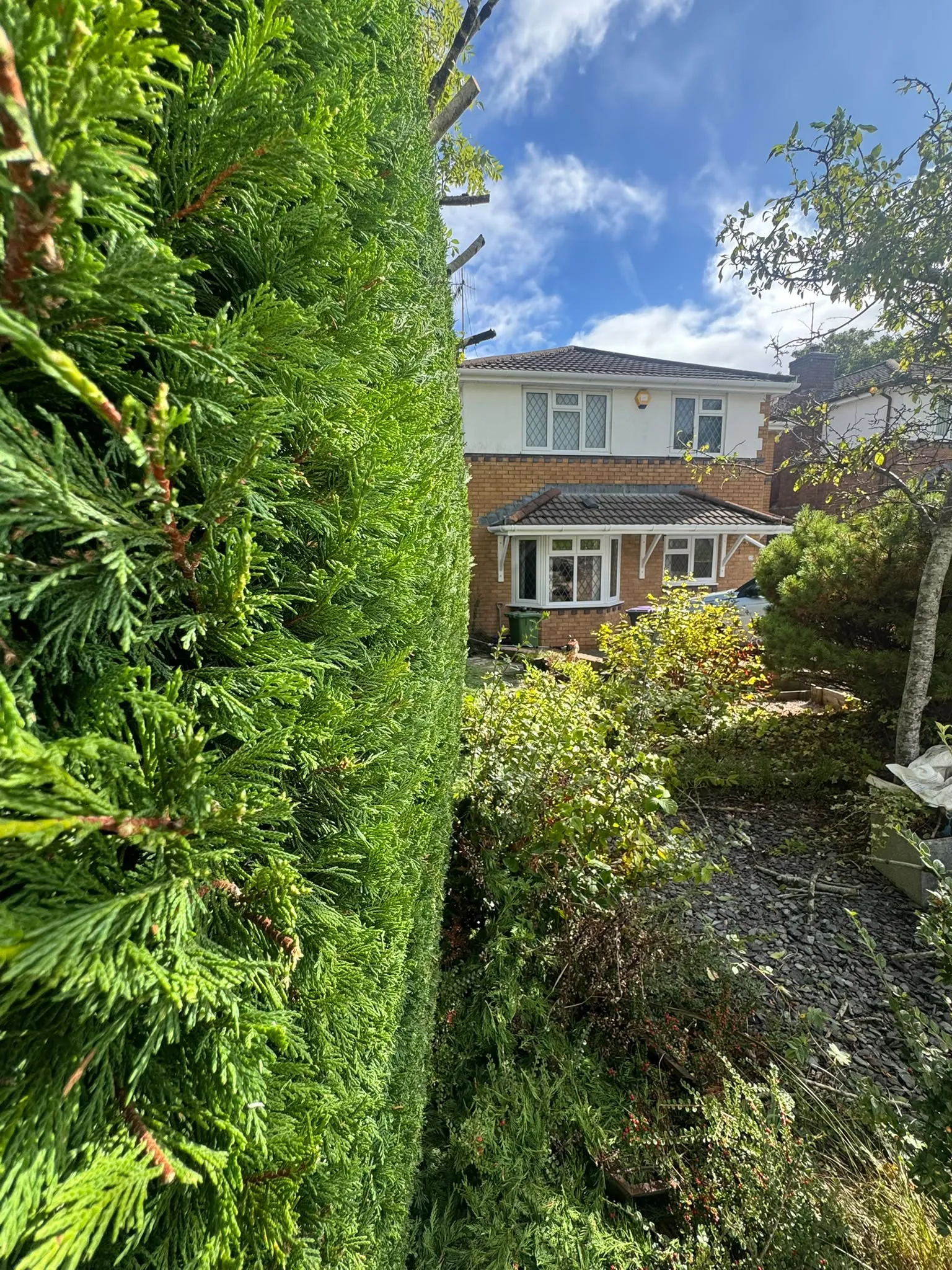Professional hedge trimming on a tall evergreen garden boundary hedge