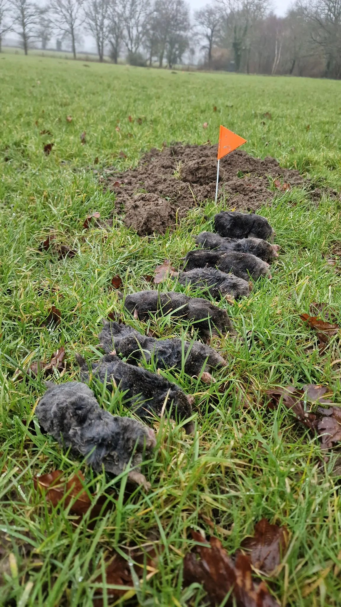 A picture illustrating effective mole control with multiple dead moles on a lawn, beside a molehill and an orange flag.