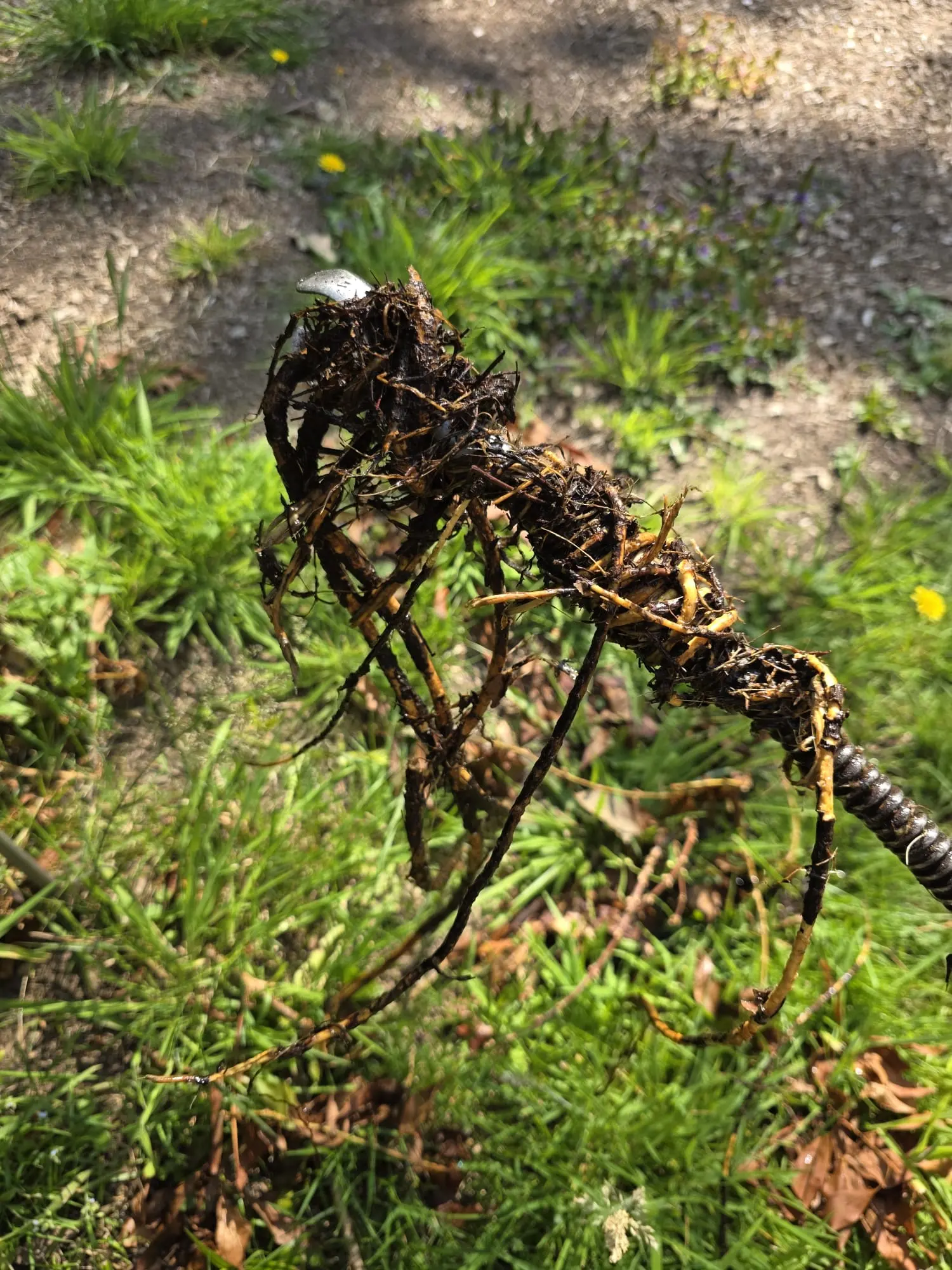 Tree Root Removal by Drainage Cheshire