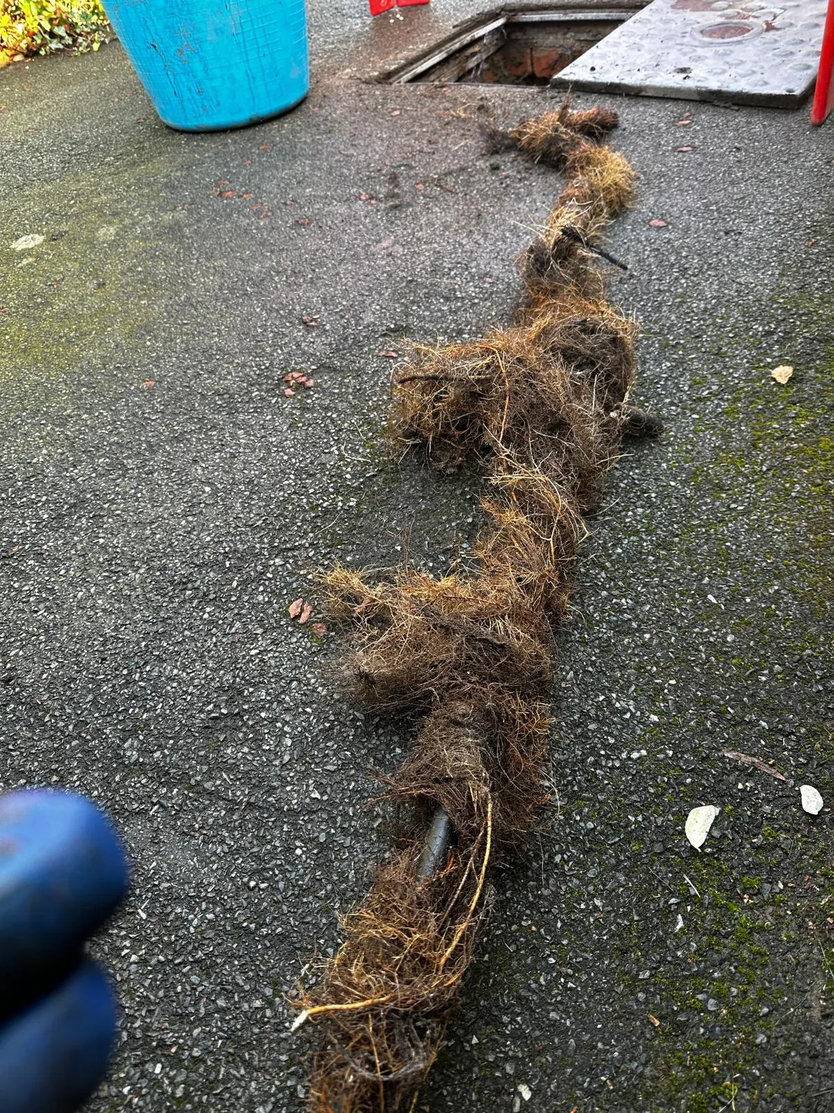 Extracted tree roots and debris from a severely blocked drain on a paved surface.
