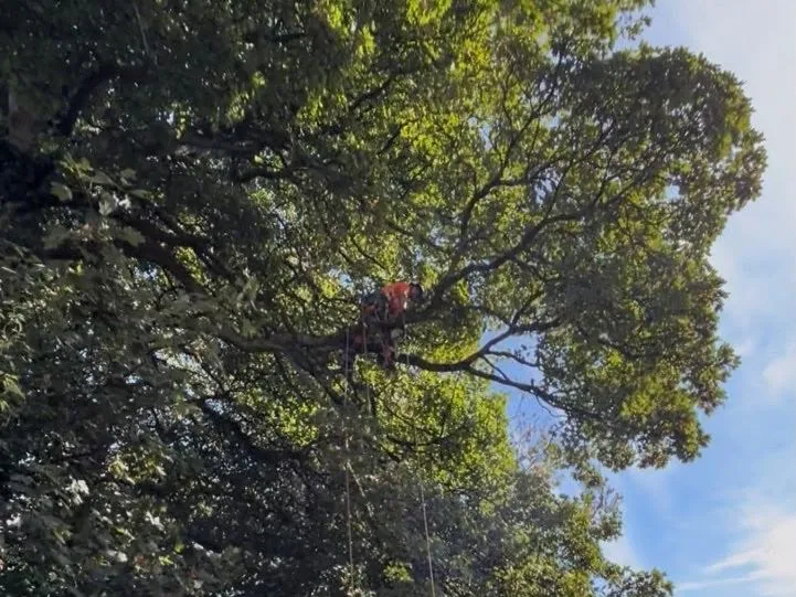 Tree surgeon climbing a large tree to perform crown reduction and pruning in Pontypool