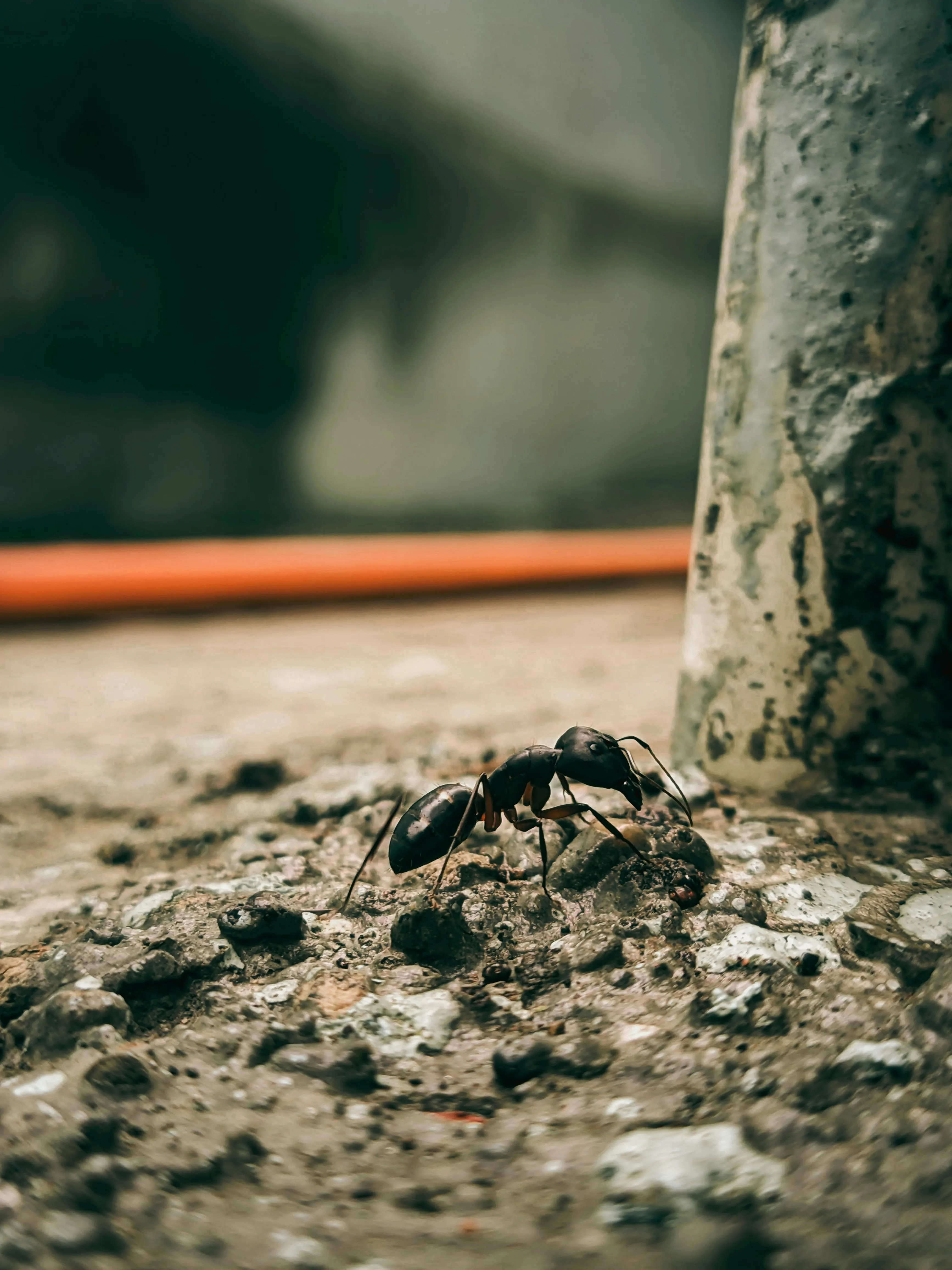 Close-up macro shot of a large black ant on a stone surface outdoors.
