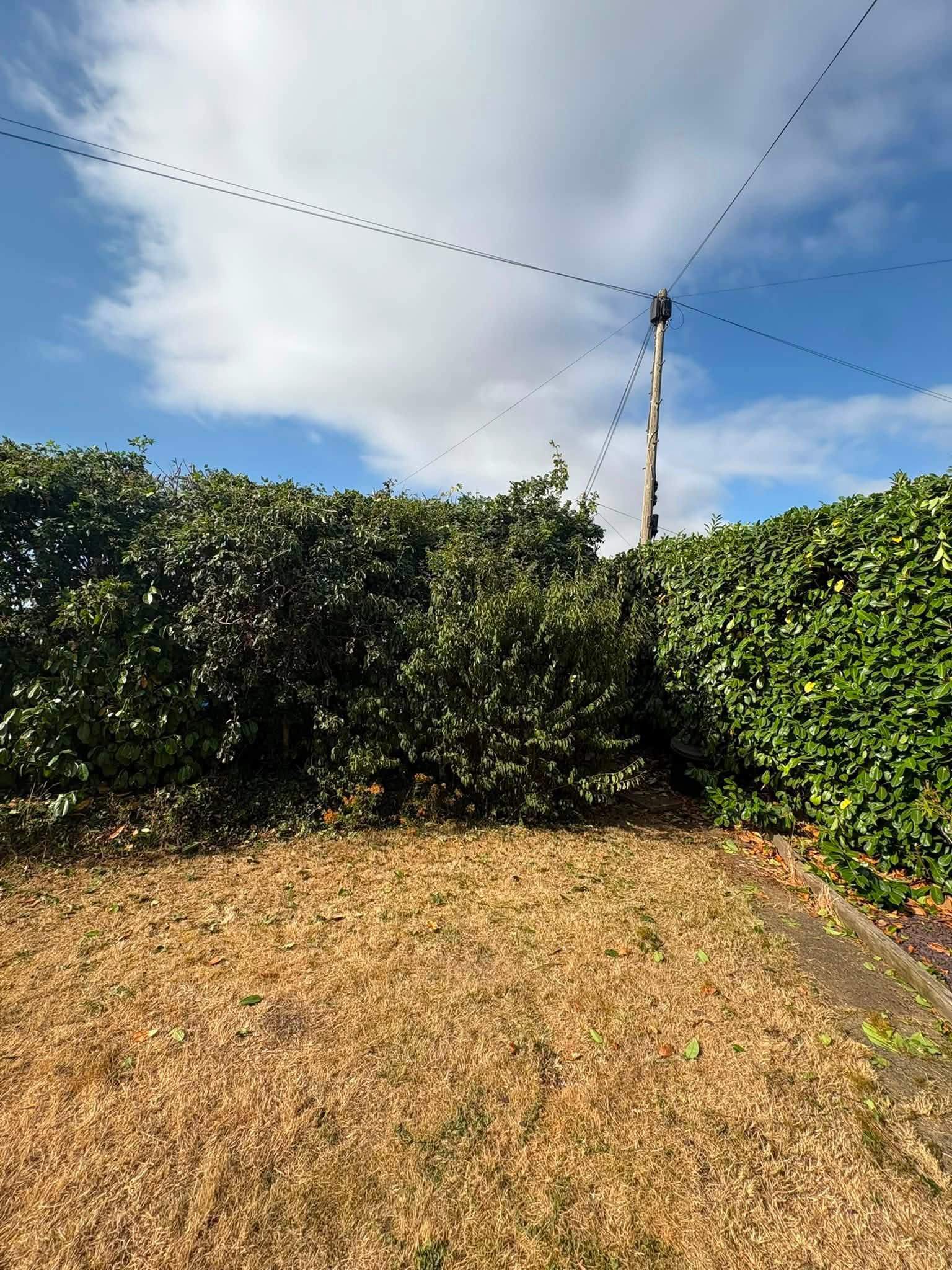 An overgrown garden hedge and dry lawn needing professional maintenance.