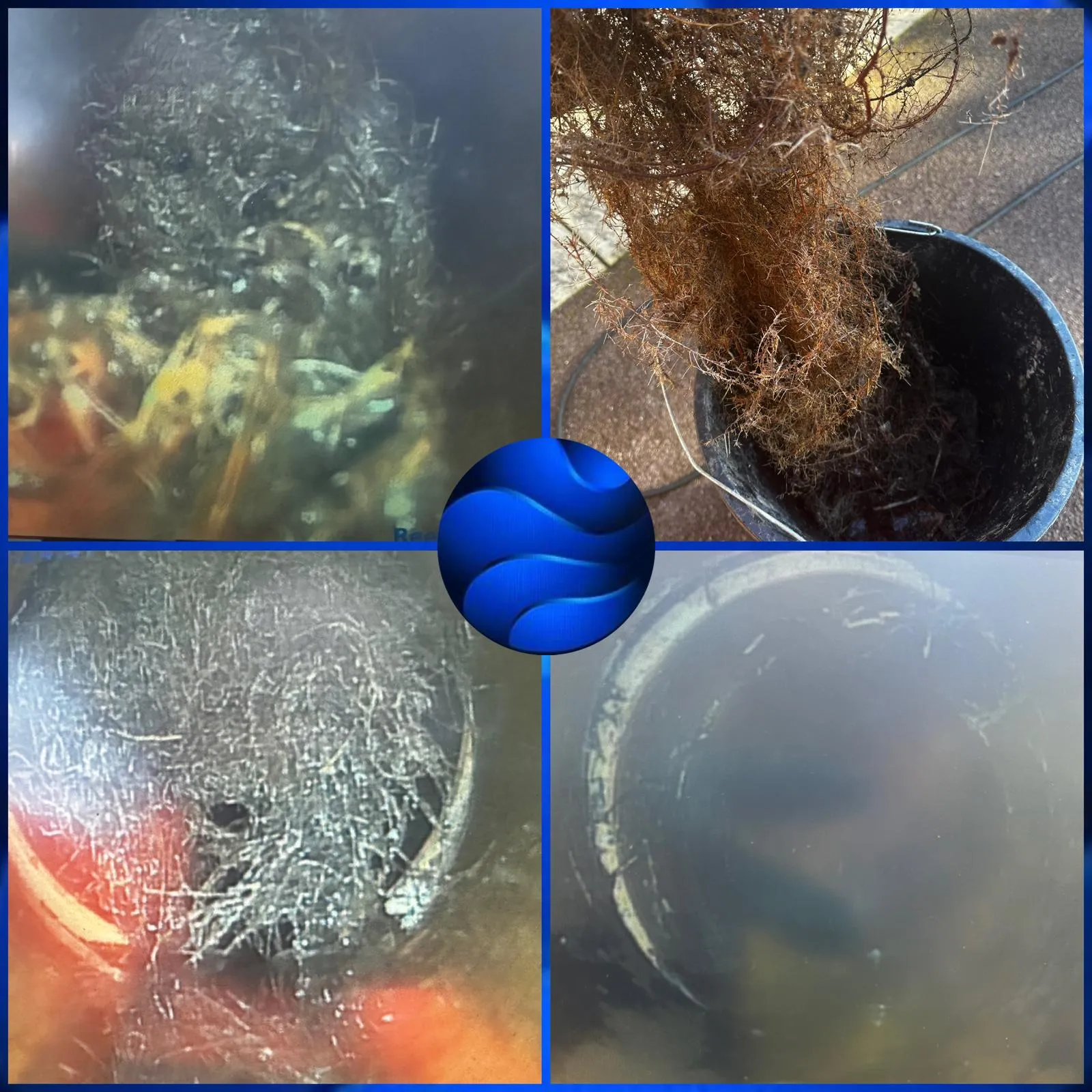 Collage of four images: top left showing a dense drain blockage, top right a bucket filled with removed tree roots, bottom left another view of a severe drain blockage, and bottom right a clean, clear drain pipe after unblocking.