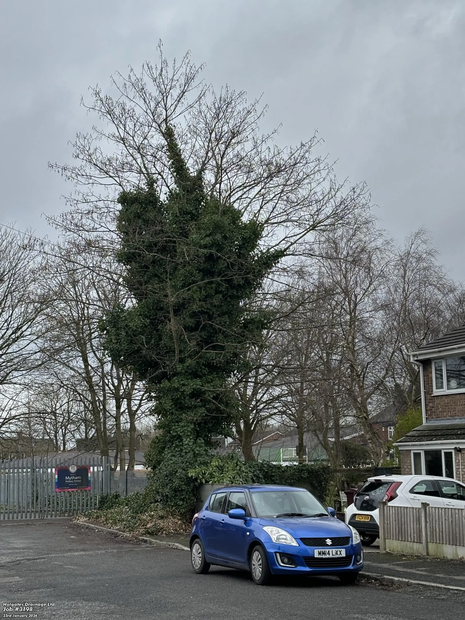 Ivy-covered tree on a residential street in Blackburn, Lancashire near a local primary school
