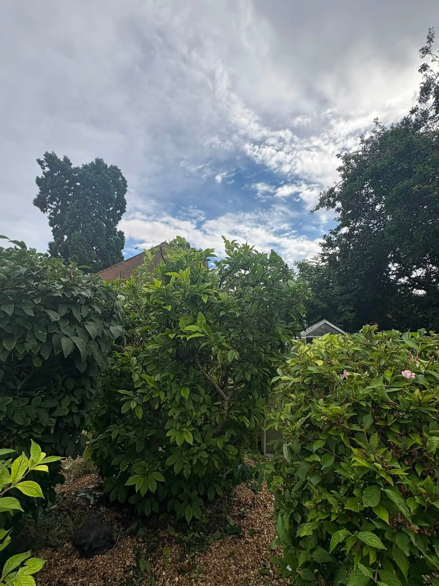 Mature garden shrubs and trees with bark mulch in a domestic garden.