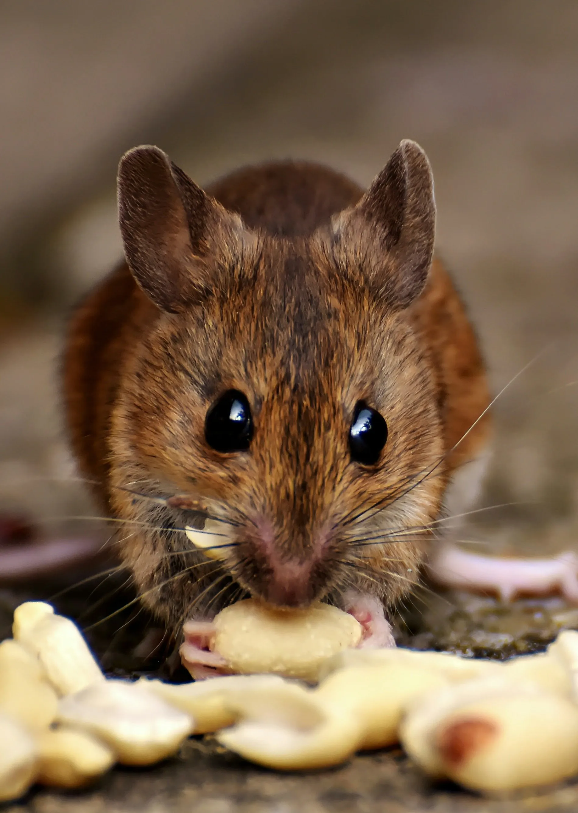 Mice Control by Pest Medic