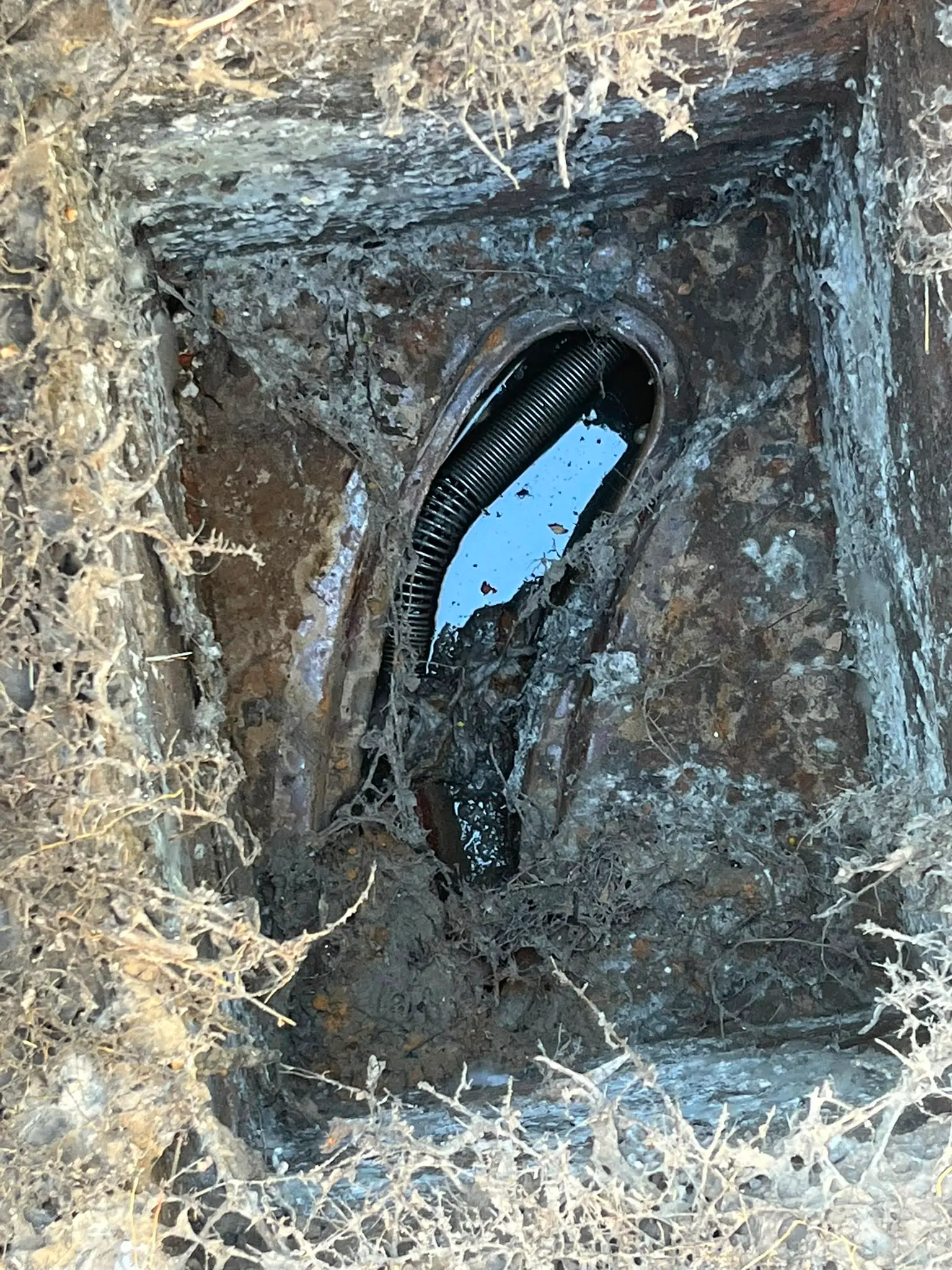 A blocked manhole chamber with heavy root intrusion and standing water requiring professional drain clearance by CB Drainage.