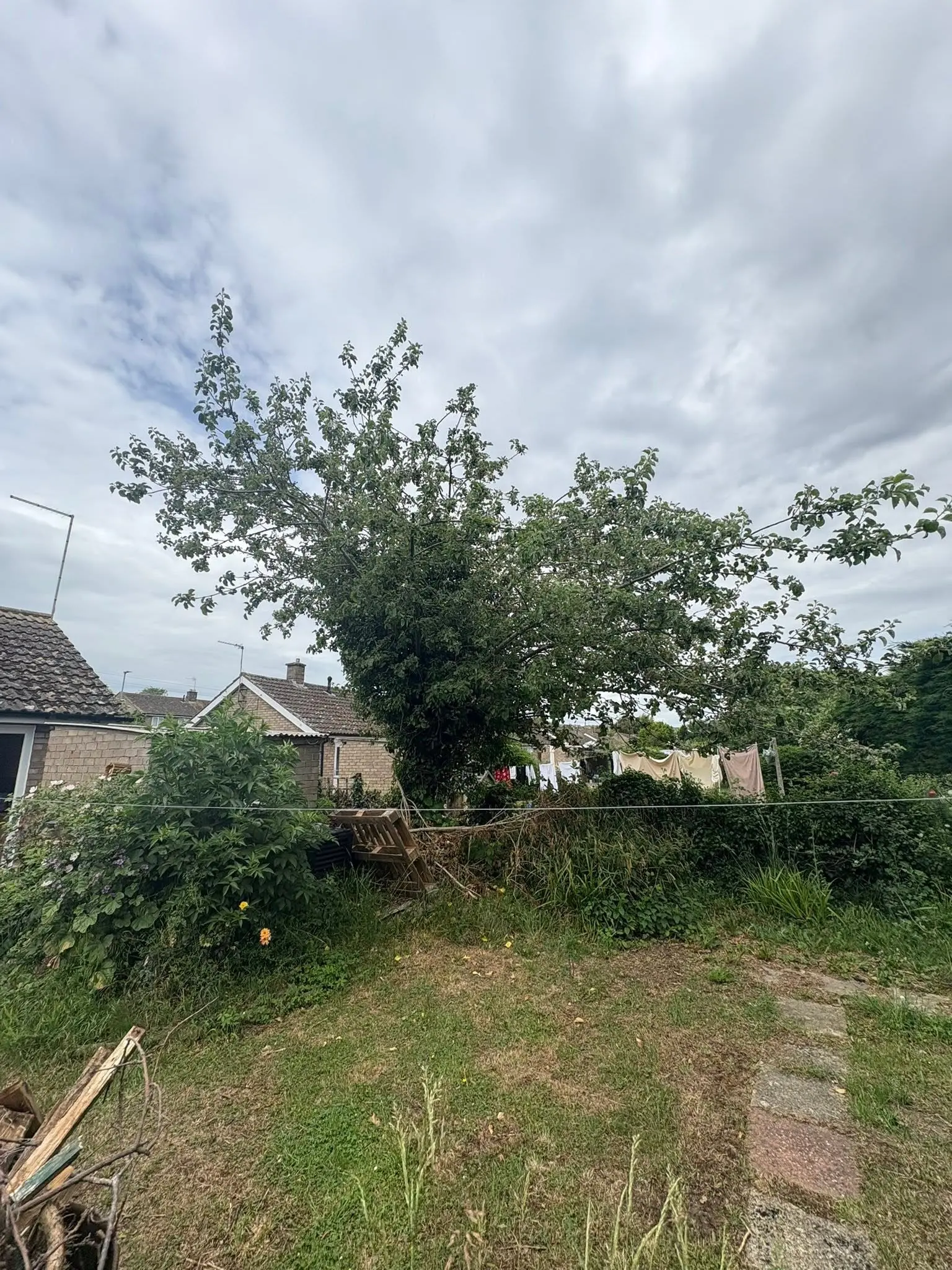 Overgrown residential garden and large tree requiring professional tree surgery and clearance in Huntingdonshire