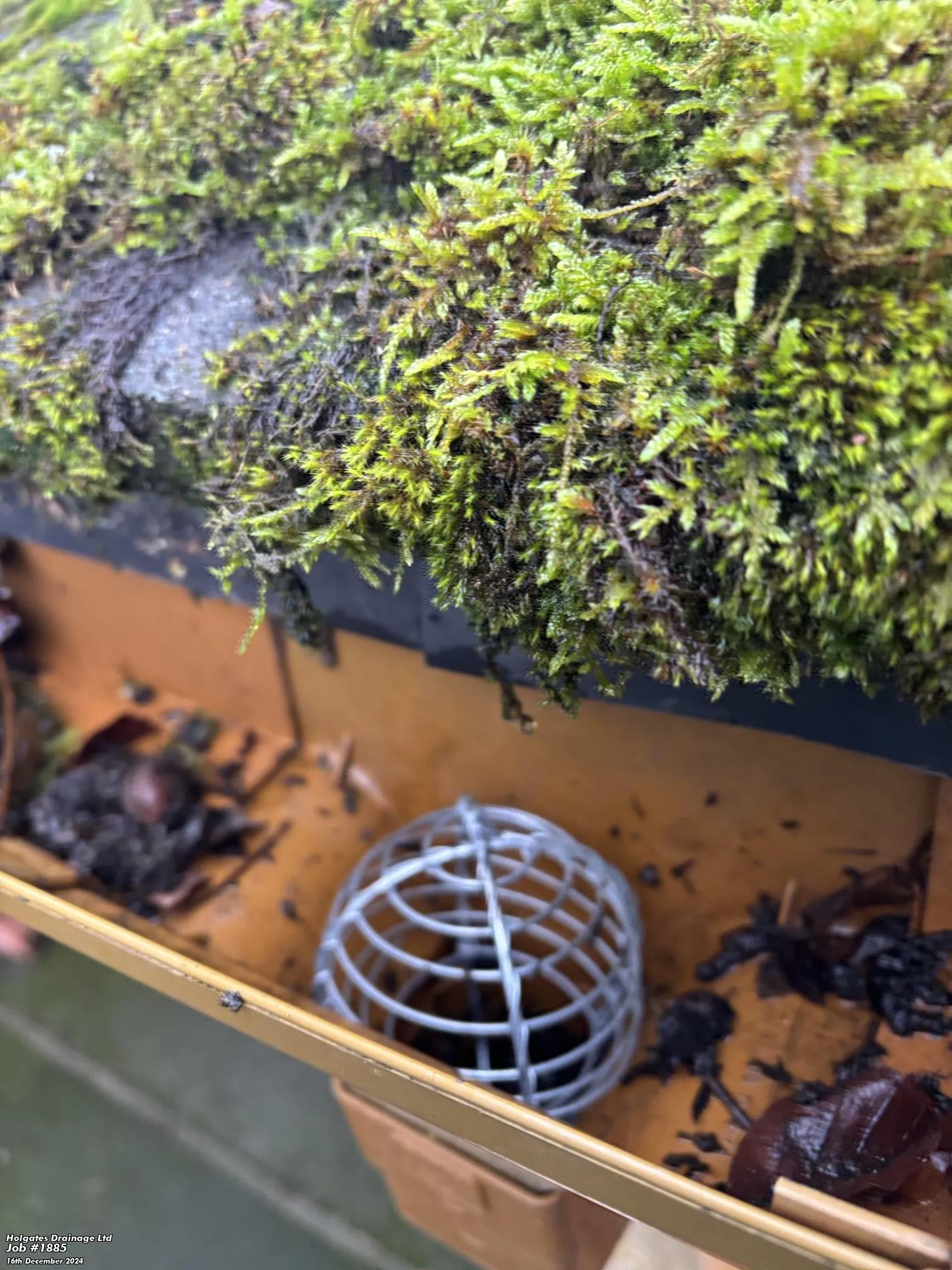 A gutter with a metal cage guard and debris under a mossy roof edge