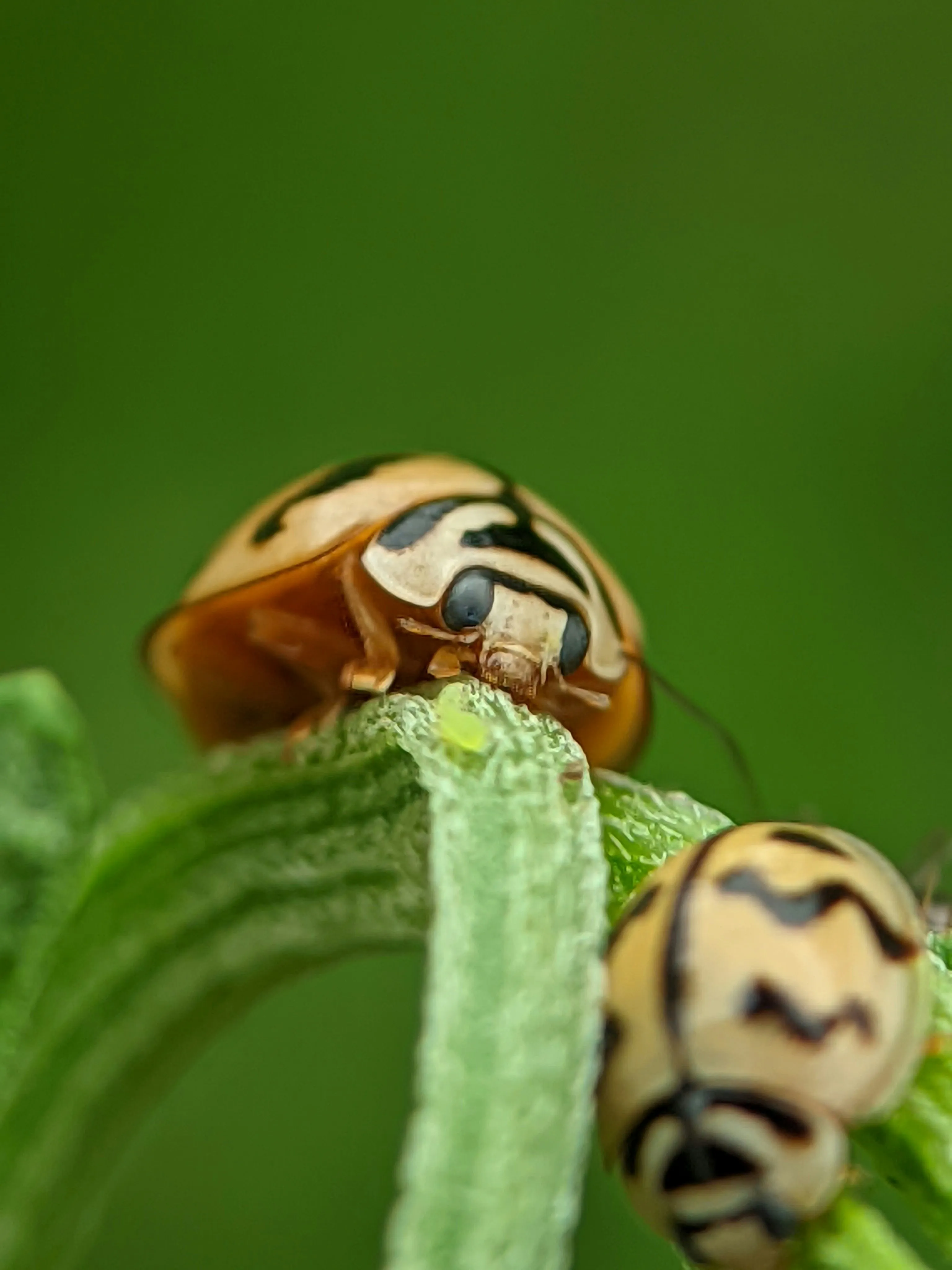 Beetle Control by Pest Medic