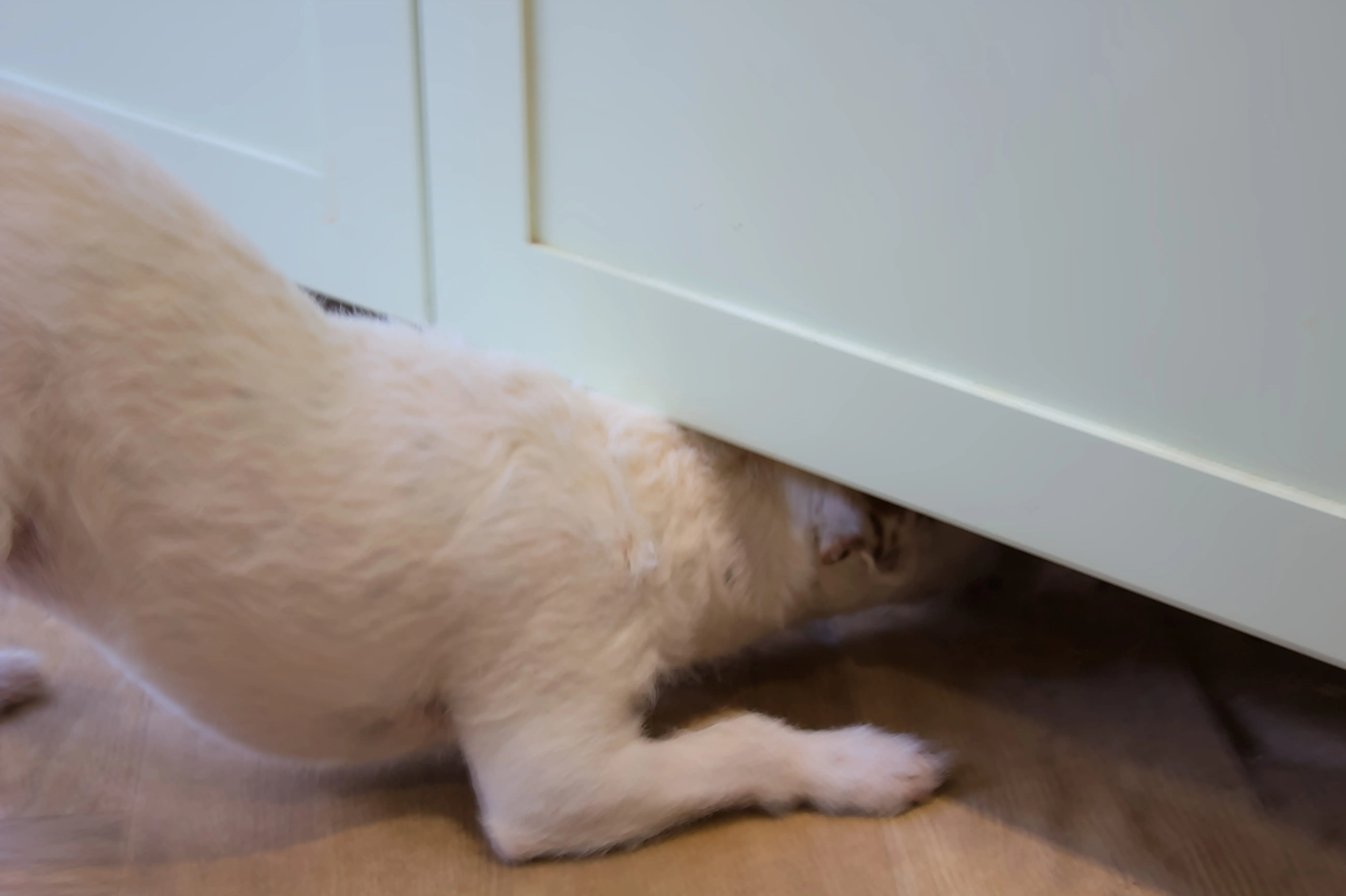 A white dog investigating rodent activity under a kitchen unit in a Harrogate home.