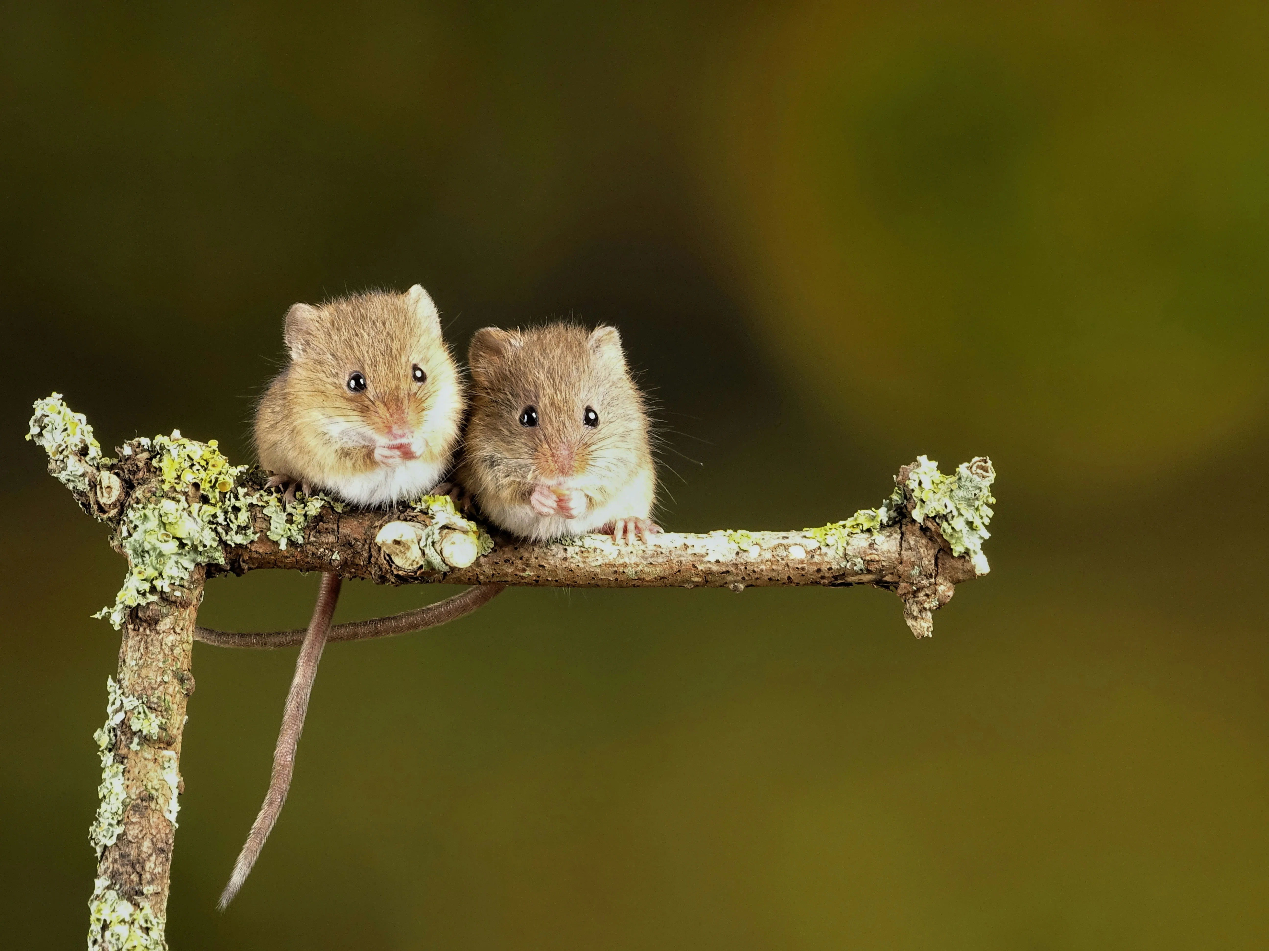 Expert mice control and rodent removal services in Blackburn and Lancashire provided by Pest Medic.